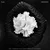 Rules (feat. safeplanet, H 3 F, Blackbeans, VELS. & mosshu) — SIRIMONGKOL