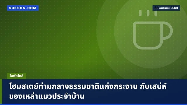 โฮมสเตย์ท่ามกลางธรรมชาติแก่งกระจาน กับเสน่ห์ของเหล่าแมวประจำบ้าน