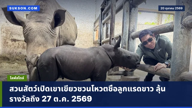 สวนสัตว์เปิดเขาเขียวชวนโหวตชื่อลูกแรดขาว ลุ้นรางวัลถึง 27 ต.ค. 2569